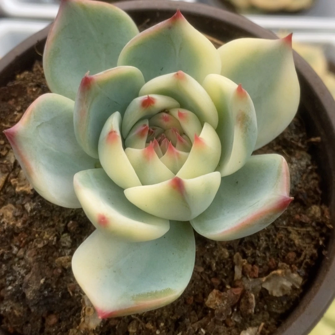 166锦锦锦锦锦锦锦锦