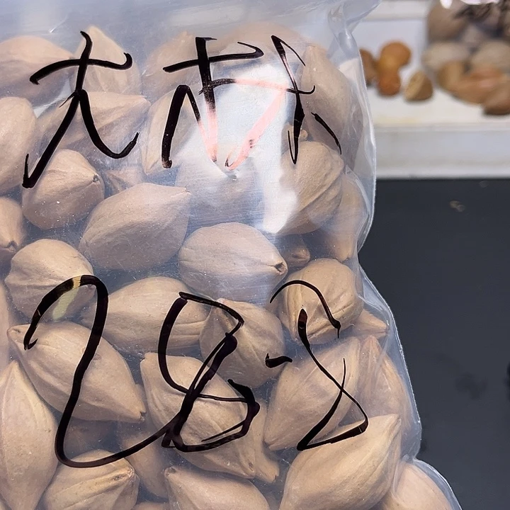 大***林手串/手链橄榄核1111