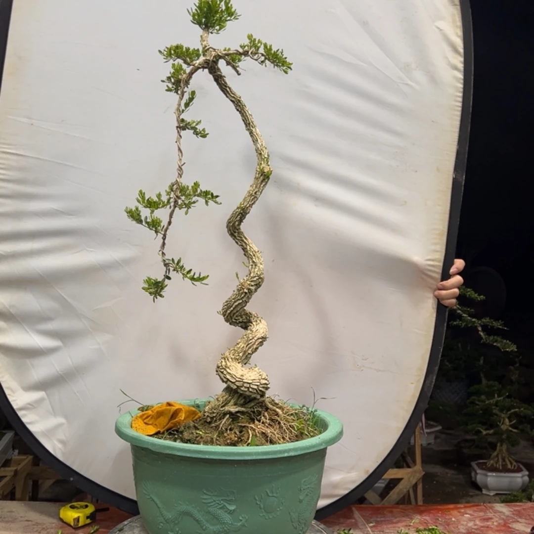 无花朵广东皱皮雀舌黄杨