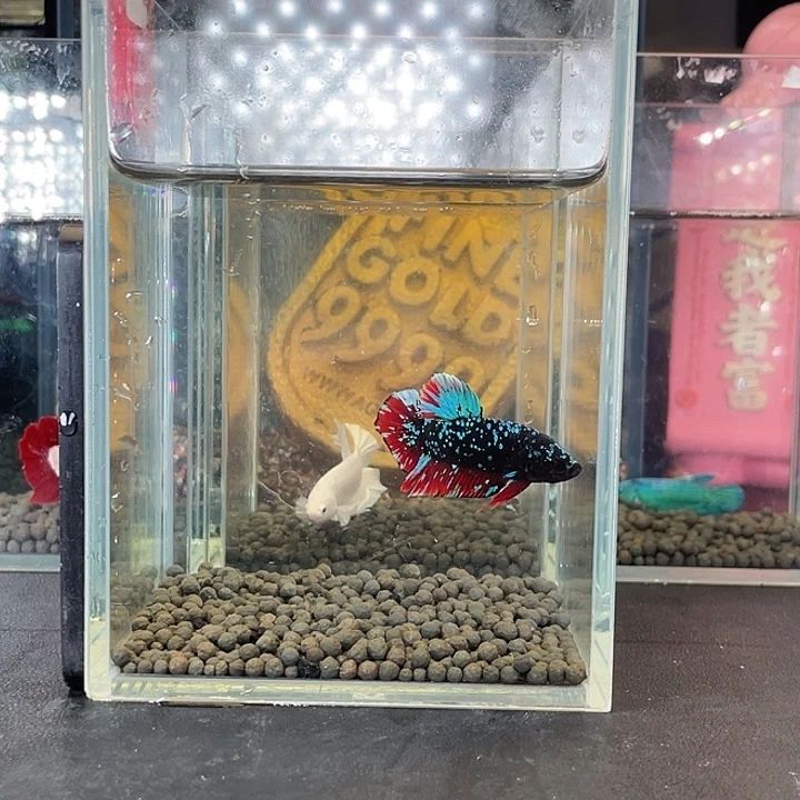 斗鱼02号923早暗黑