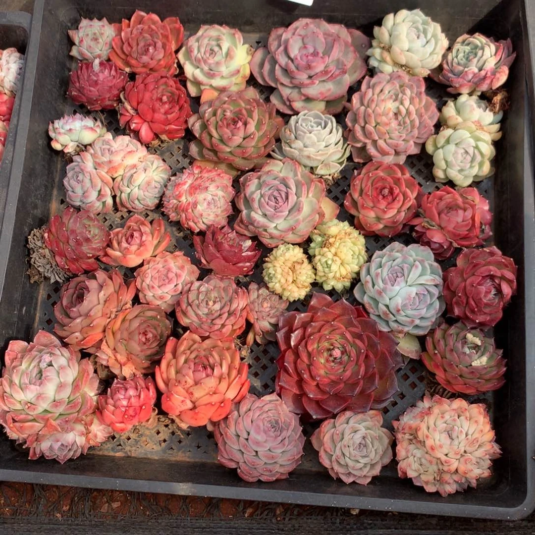 陌**开2226瑕疵不售后特价框