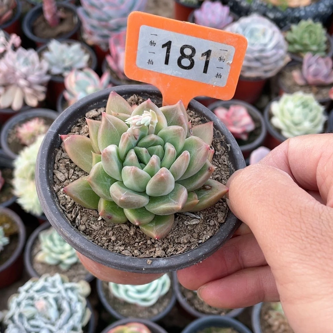 【闪购商品】迷****?181号