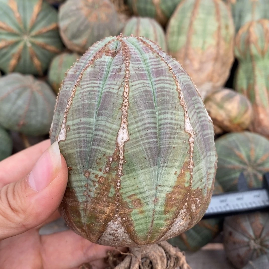 15欧系实生布纹球一物一拍