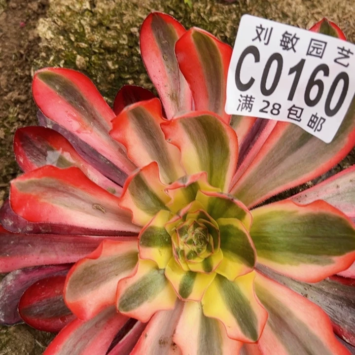 爱****逗0160多肉植物法师法师法师