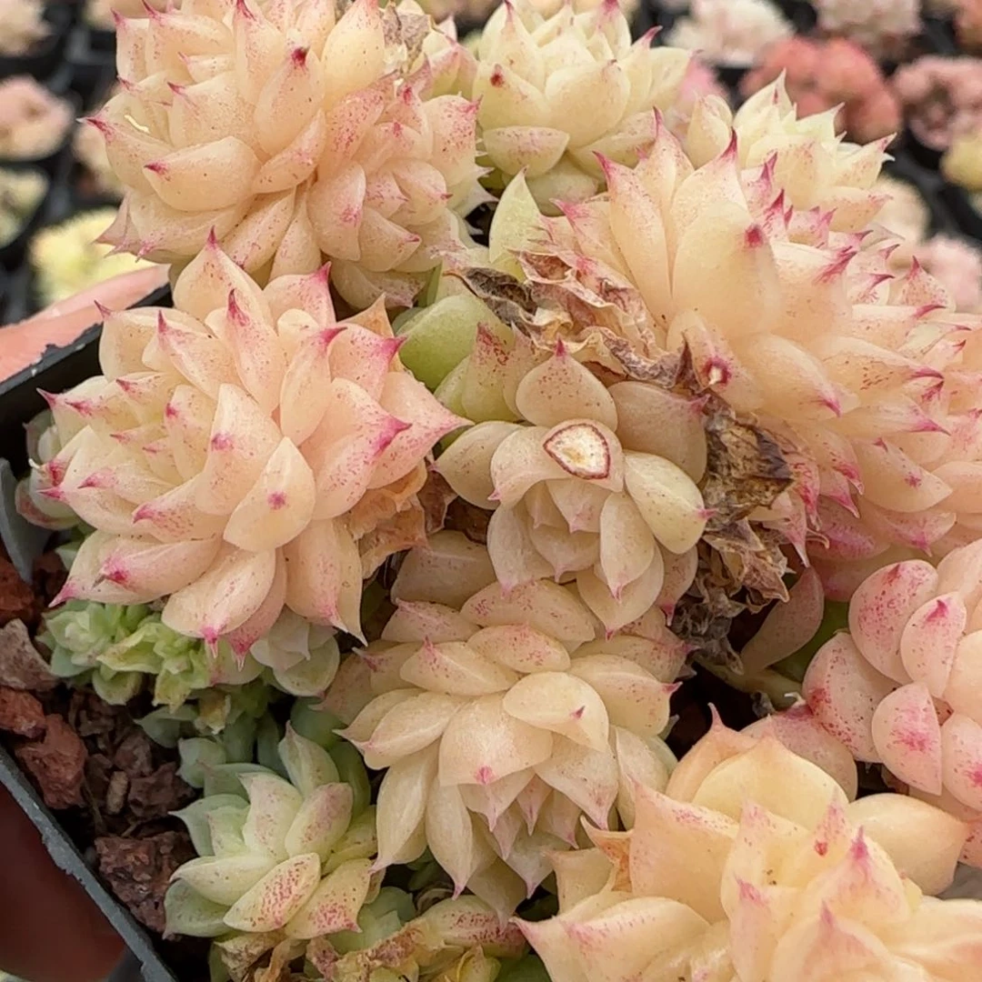 花语逸境0204-08散