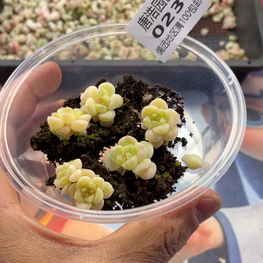 ****月白财富一物一拍023.