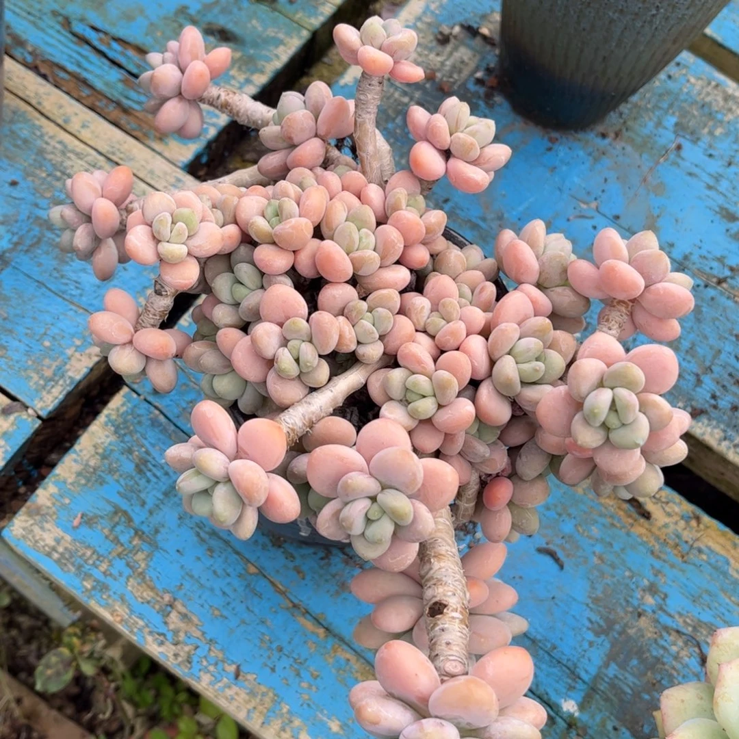 新疆西藏内蒙不发货，洛神