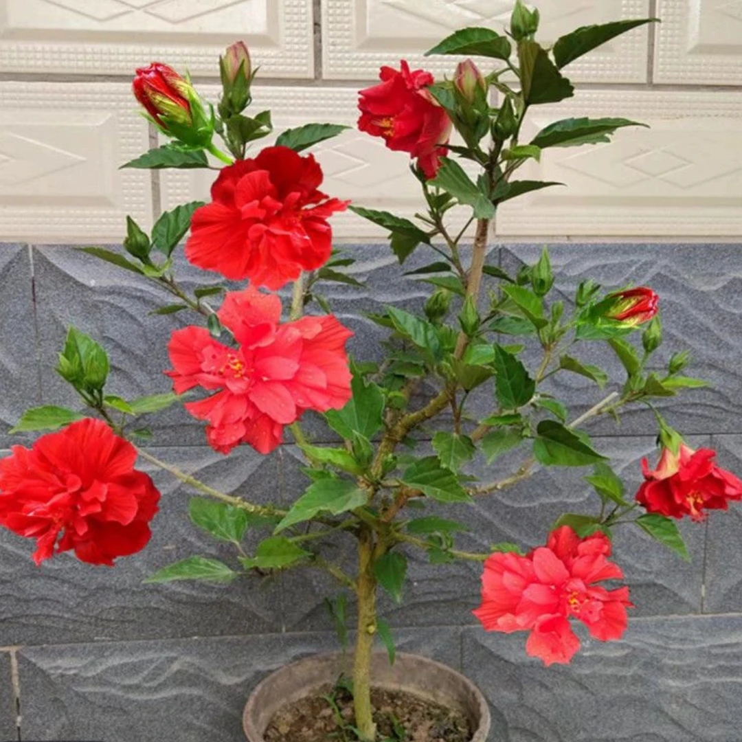 独杆重瓣红色带花苞木槿花庭院阳台多年生长花卉