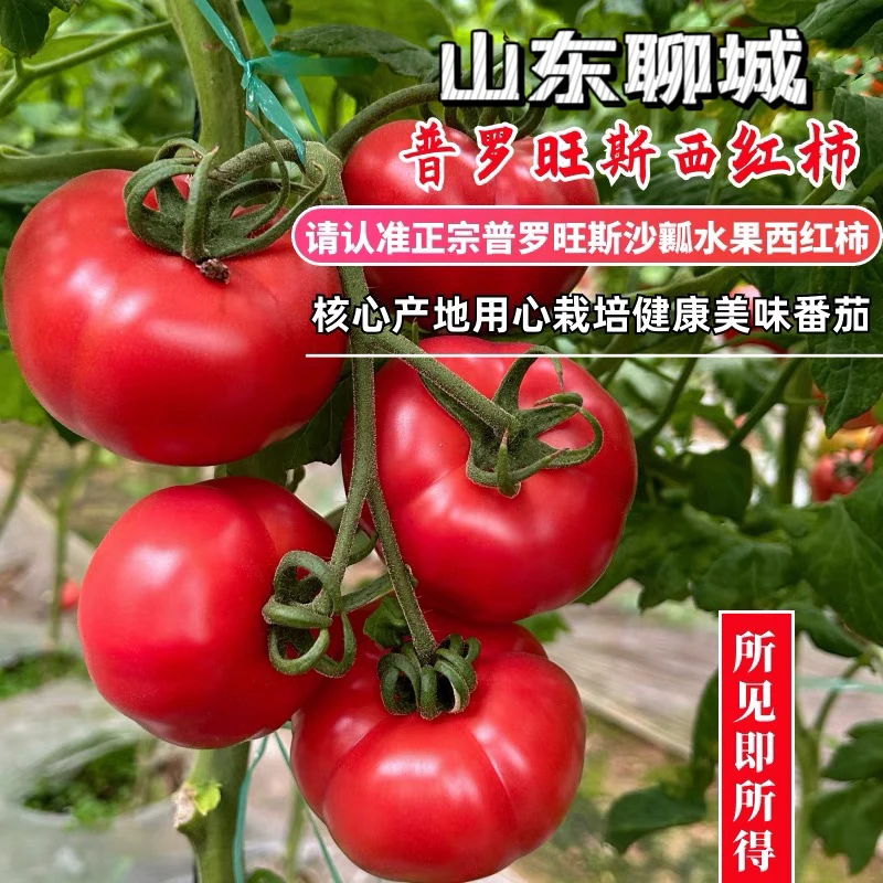 山东普罗旺斯西红柿新鲜沙瓤自然熟生吃自然熟粉果大番茄芭乐