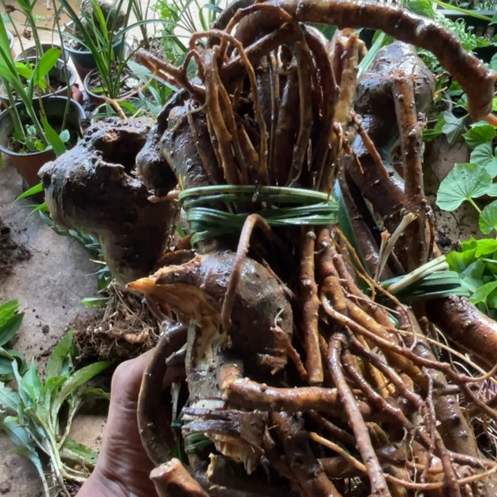 不开花植物不开花植物
