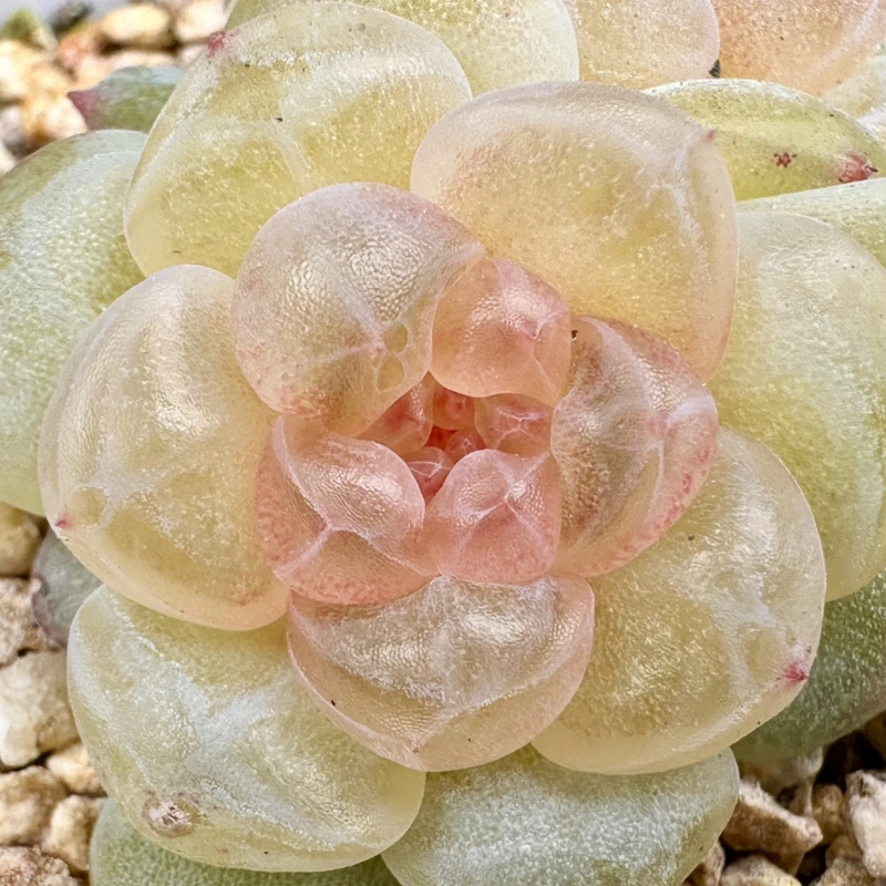 巫拉拉肉肉铺2025-5-28 直播链接14号（261-280）