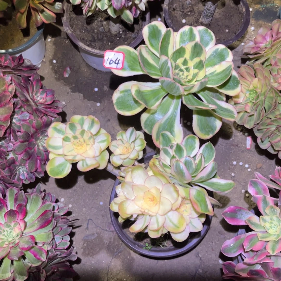 164多肉植物燕姿锦