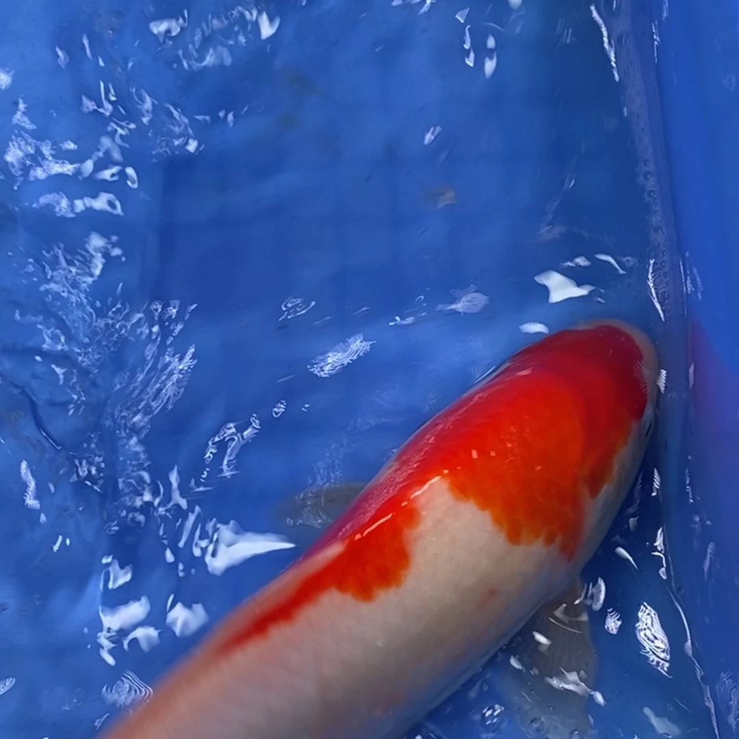 锦鲤冷水锦鲤包邮