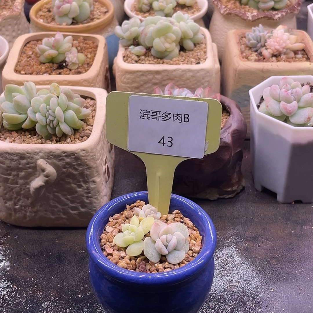 滨哥多肉B43冰玉石化三头有2个头有锦