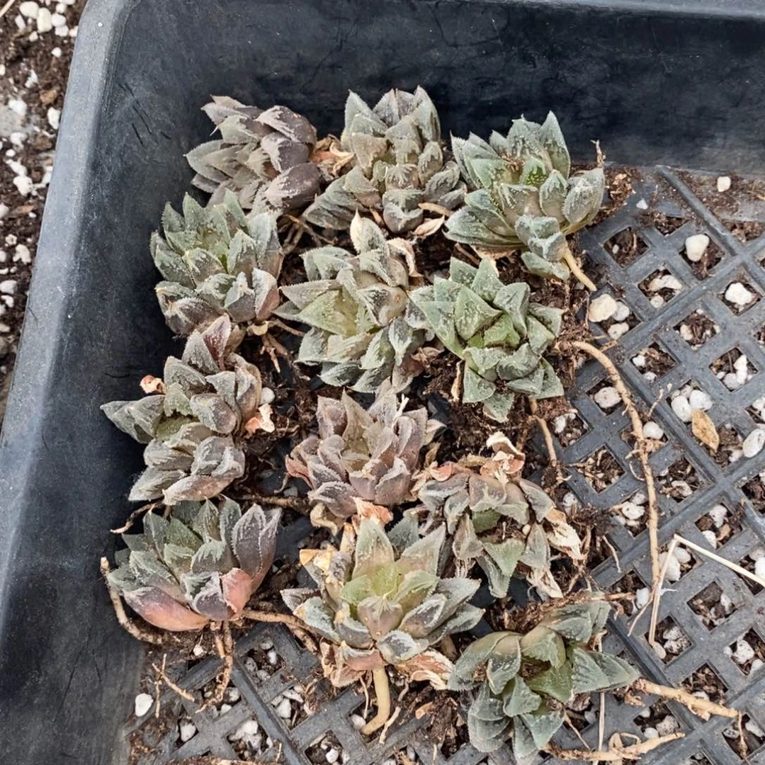 1006 一颗白帝城 庆祝80周年胜利福利