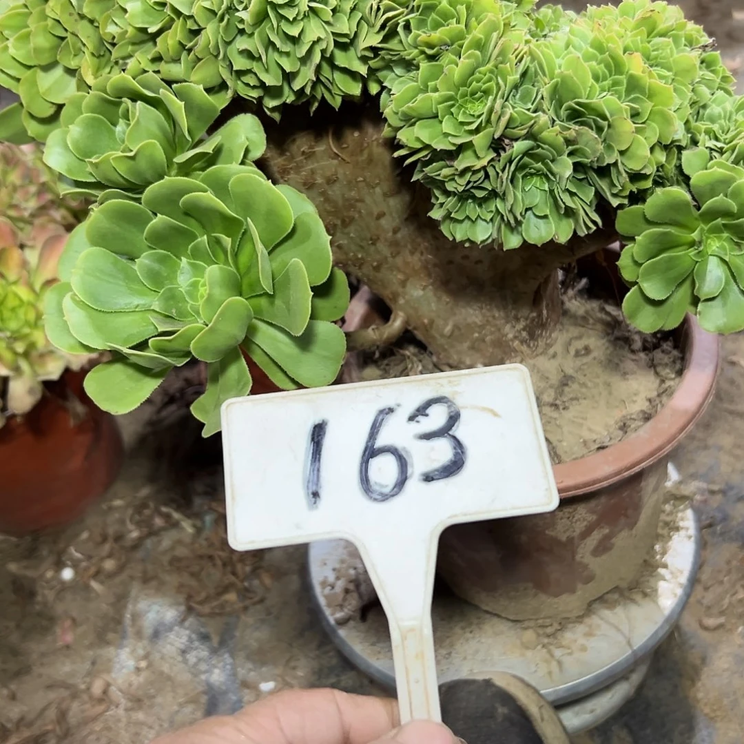 多肉植物绿羊绒缀花163