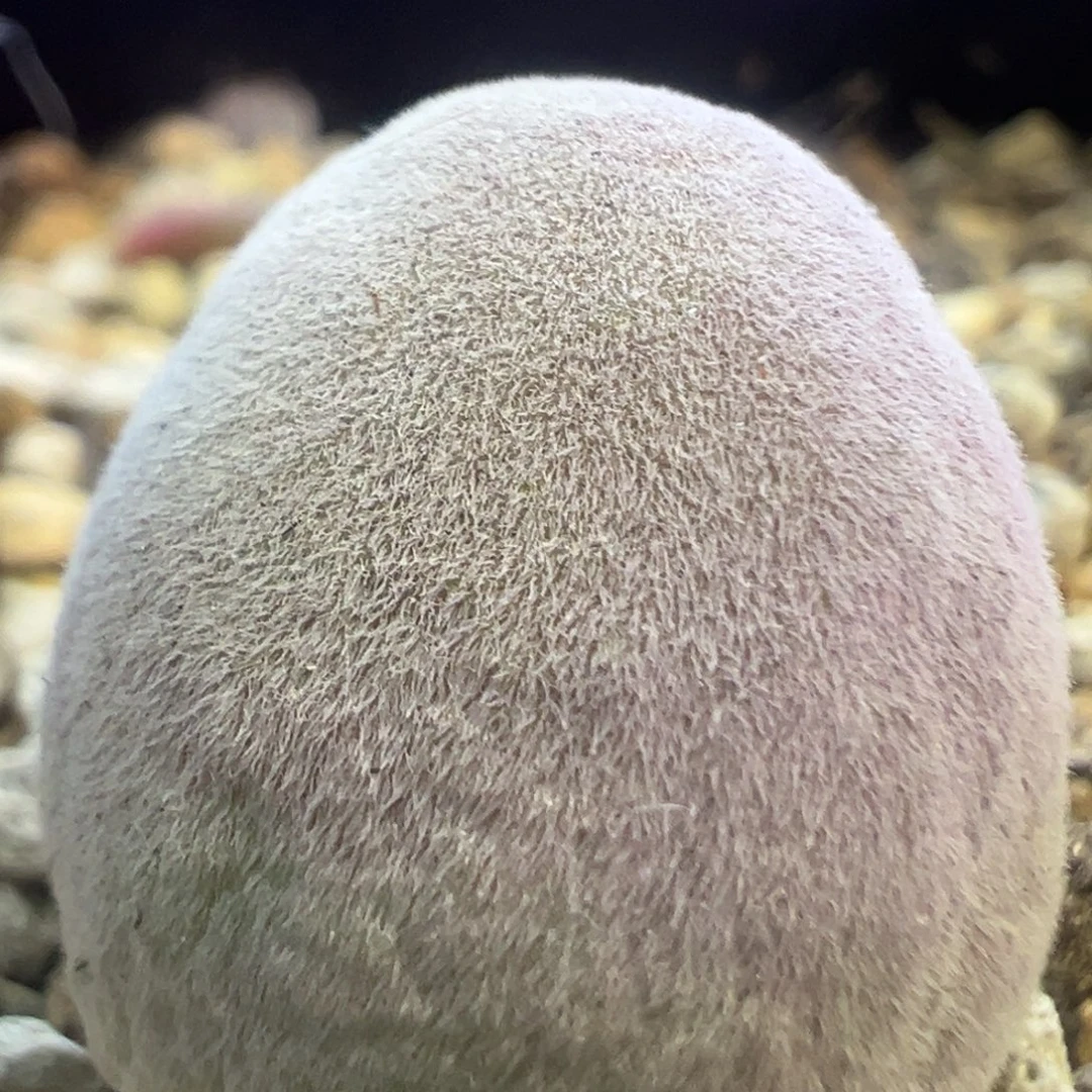 宝辉宝辉 1.75公分 肉锥植物