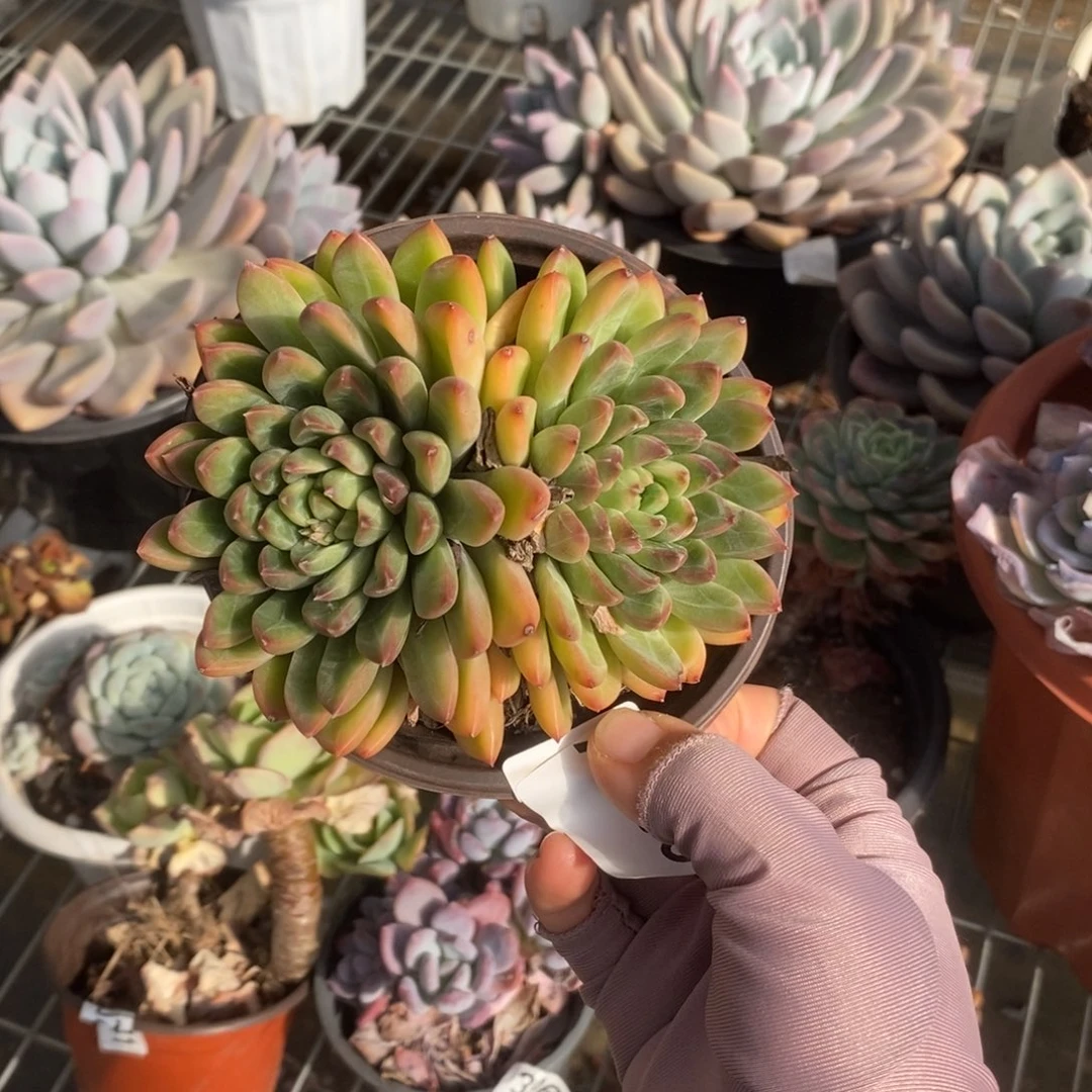 105青花瓷一物一拍