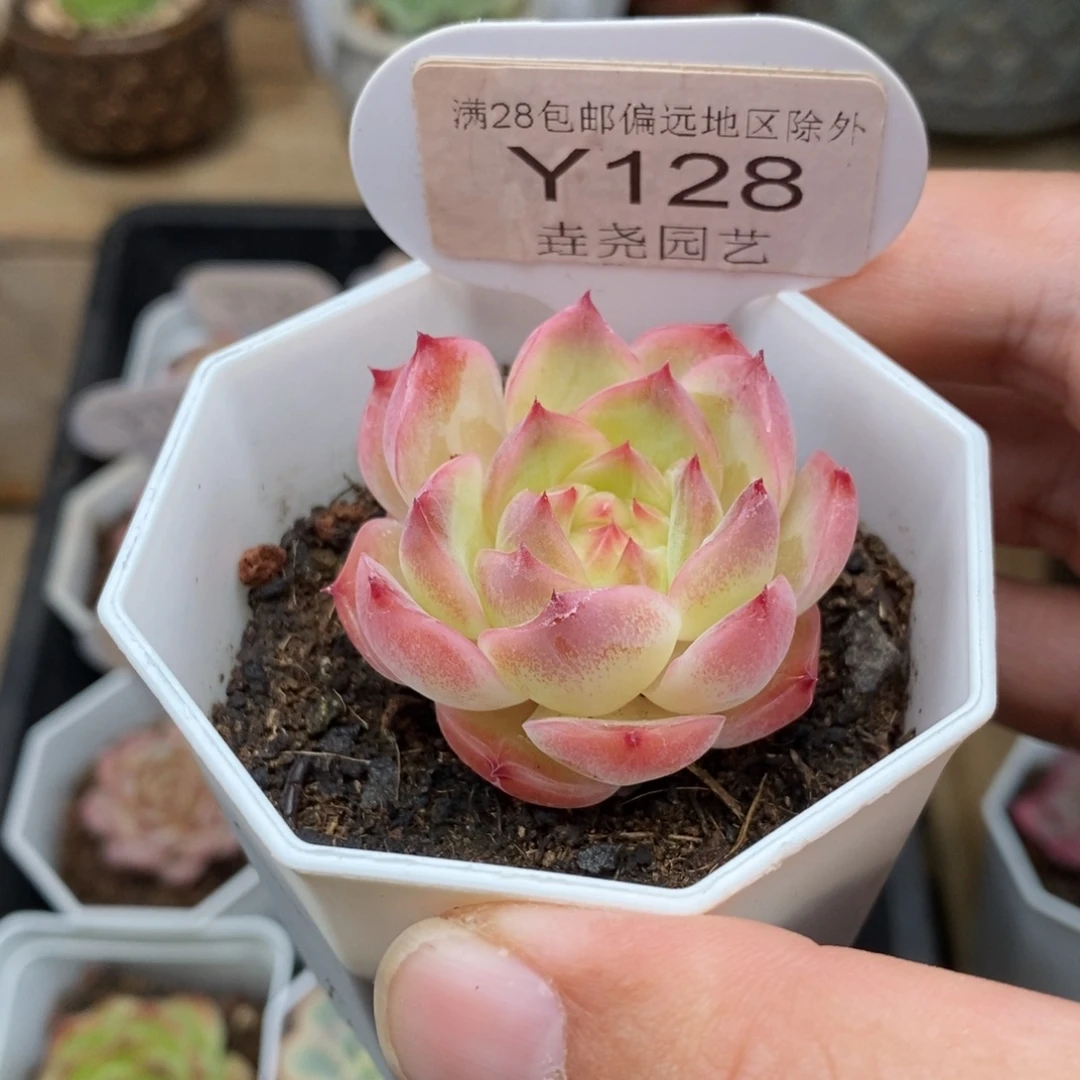 0128 吉娃娃杂 4cm