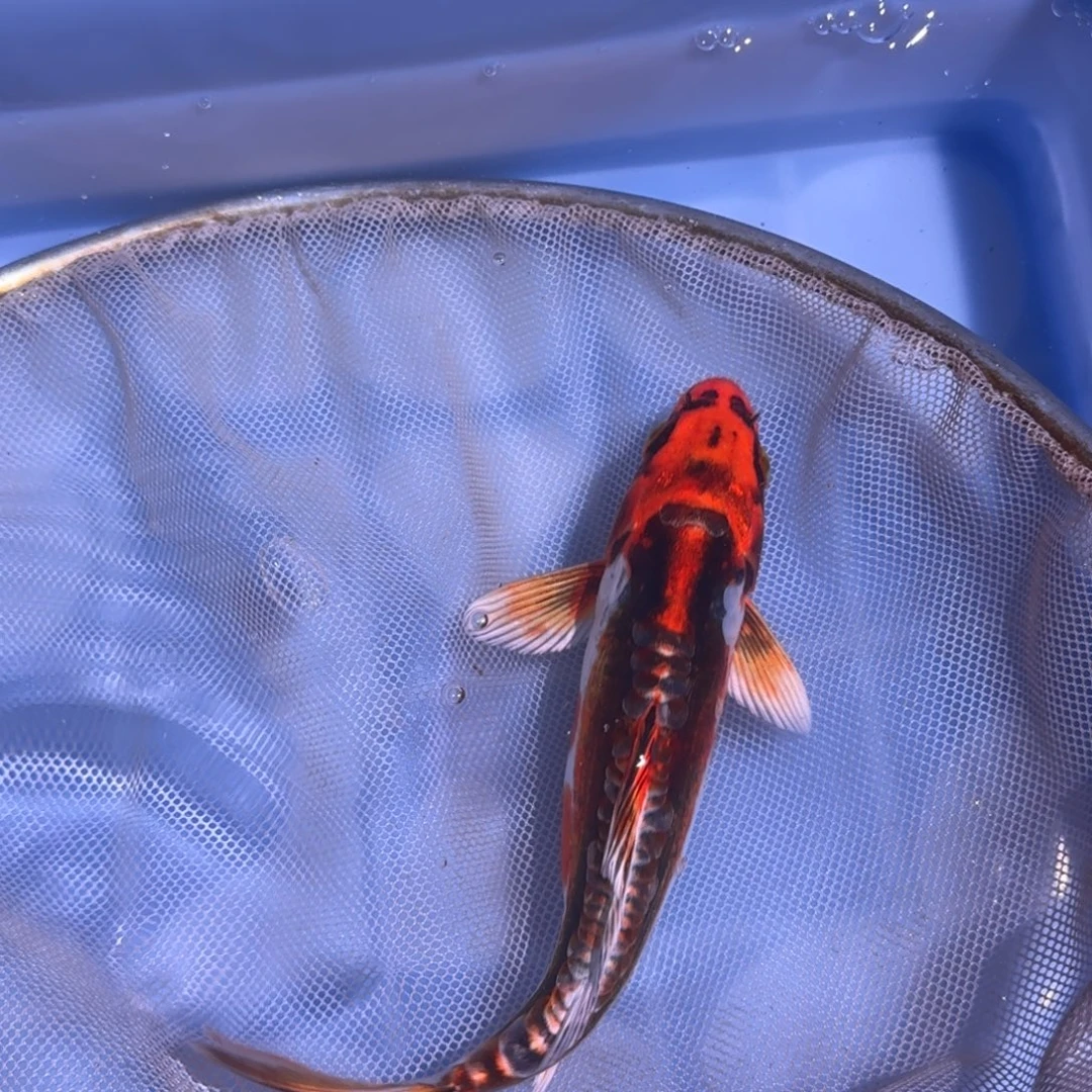 锦鲤精品锦鲤大卖中