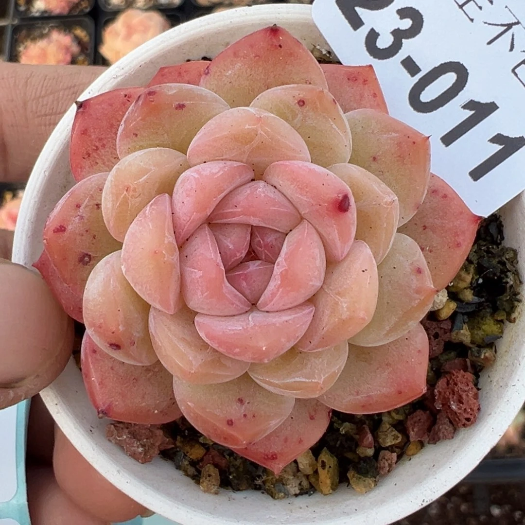 小卡拉米糖心一物一拍23-11