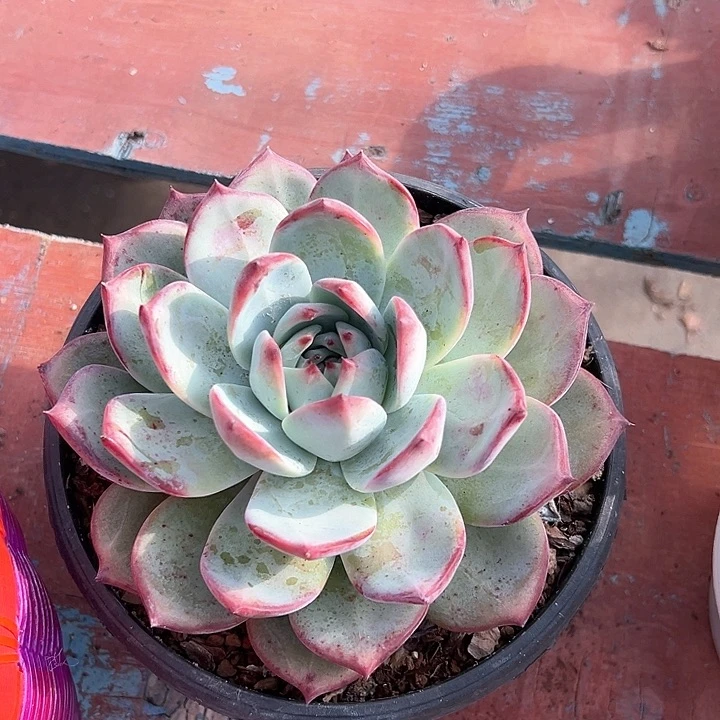 17.33原使卡罗拉一个脱土