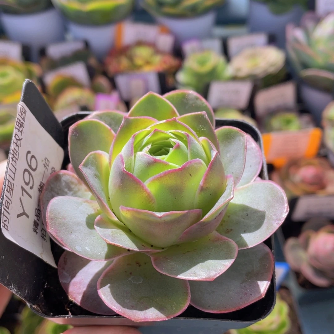 黄杂多肉福利196一物一拍