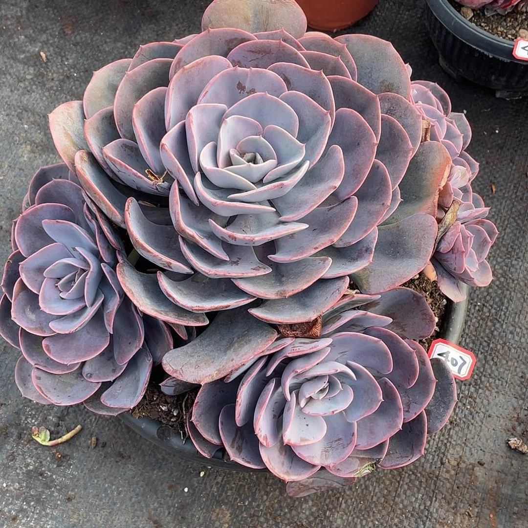 407尘埃玫瑰 一物一拍多肉