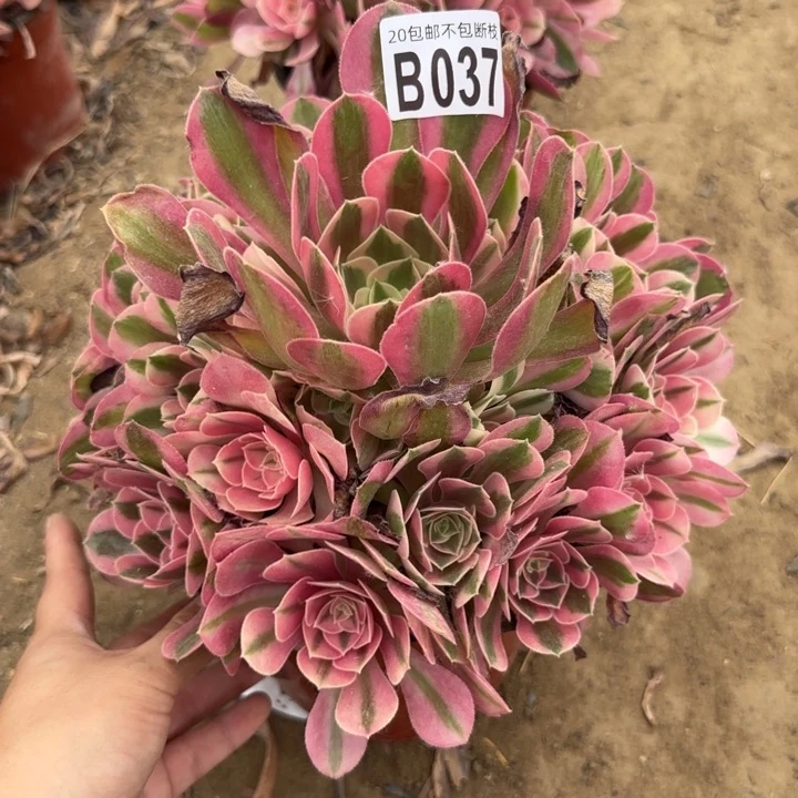 女巫……多肉植物……