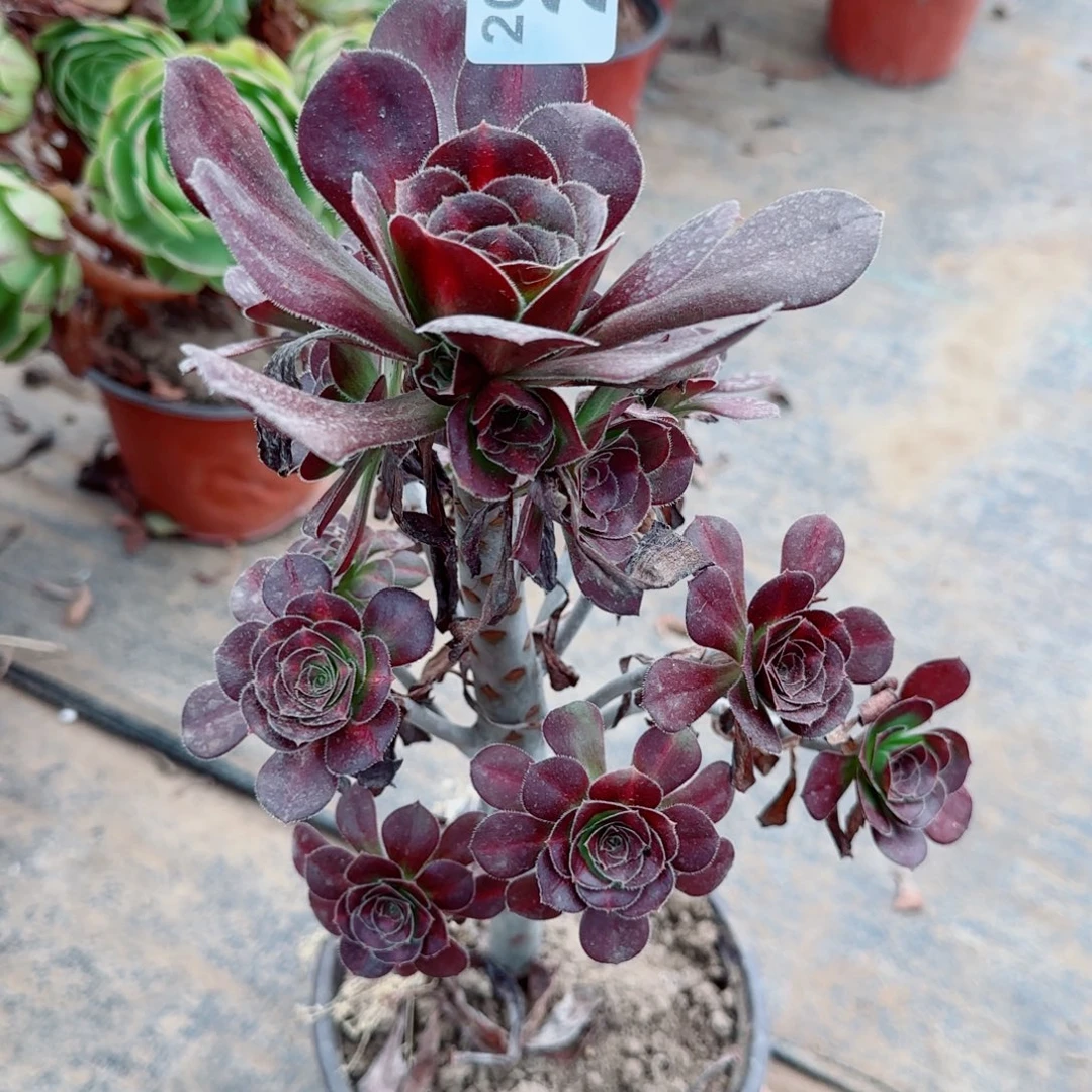 晚霞203满20包邮断枝不包