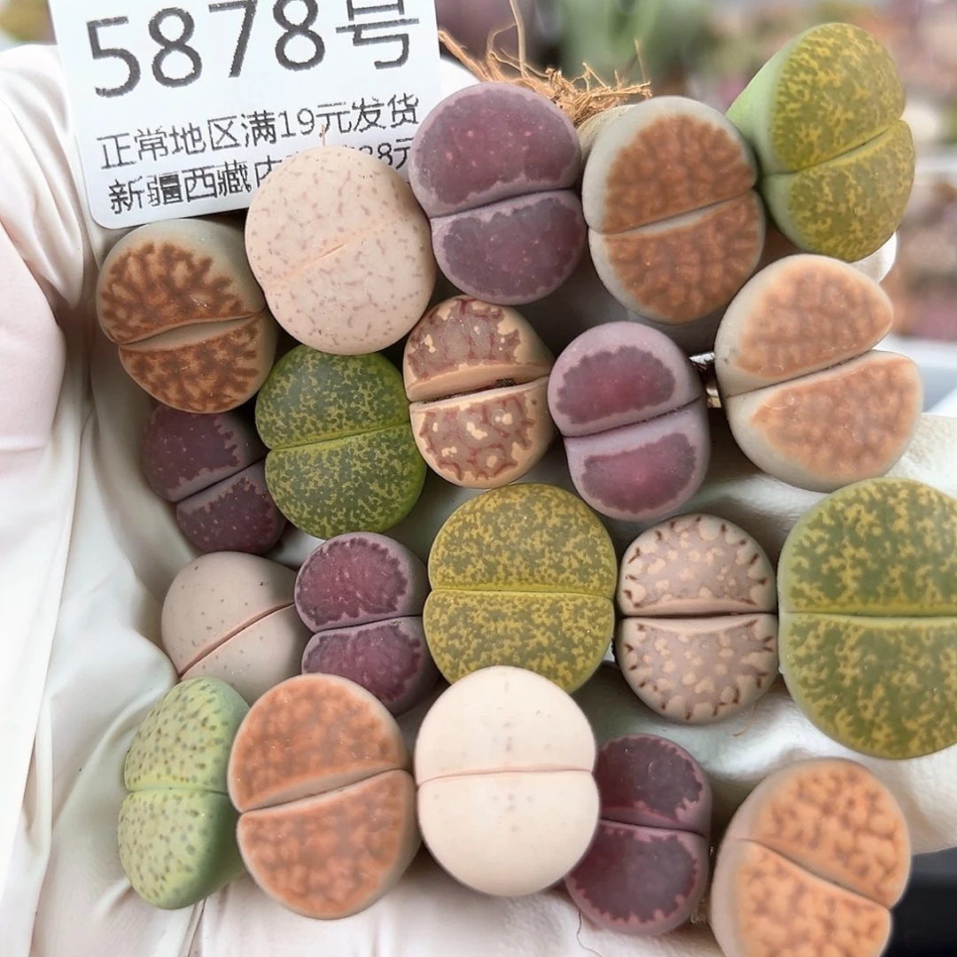 5878 好养易活生石花大母本20个