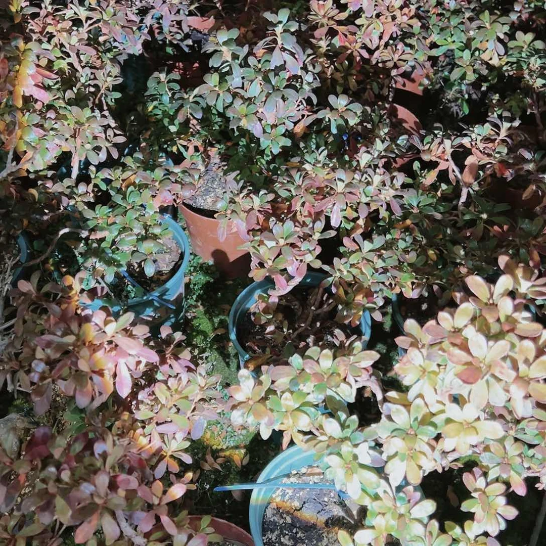 盆景皋月杜鹃成型若惠比须