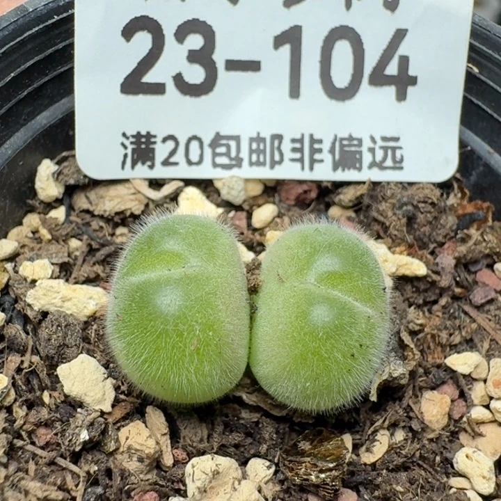 长毛带盆土。