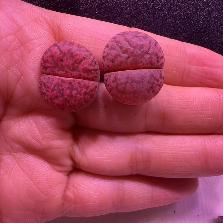 20号，可爱圆圆生石花2颗一物一拍