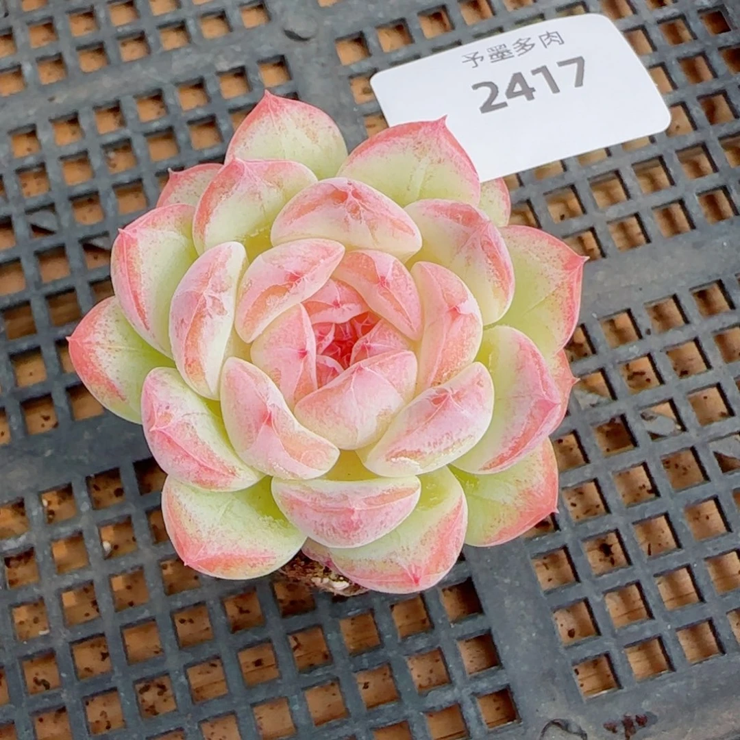 孤品，2417多肉植物