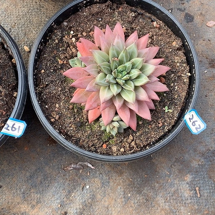 262美人 一物一拍多肉