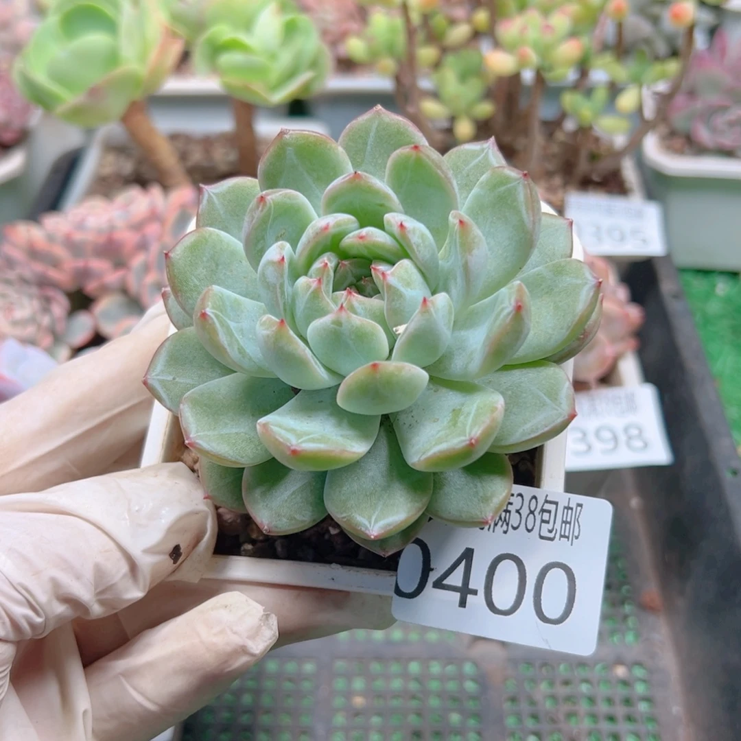 多肉一物一拍植物0400