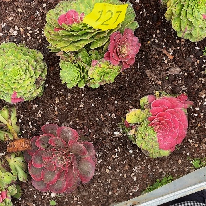 上***水多肉植物福利127个