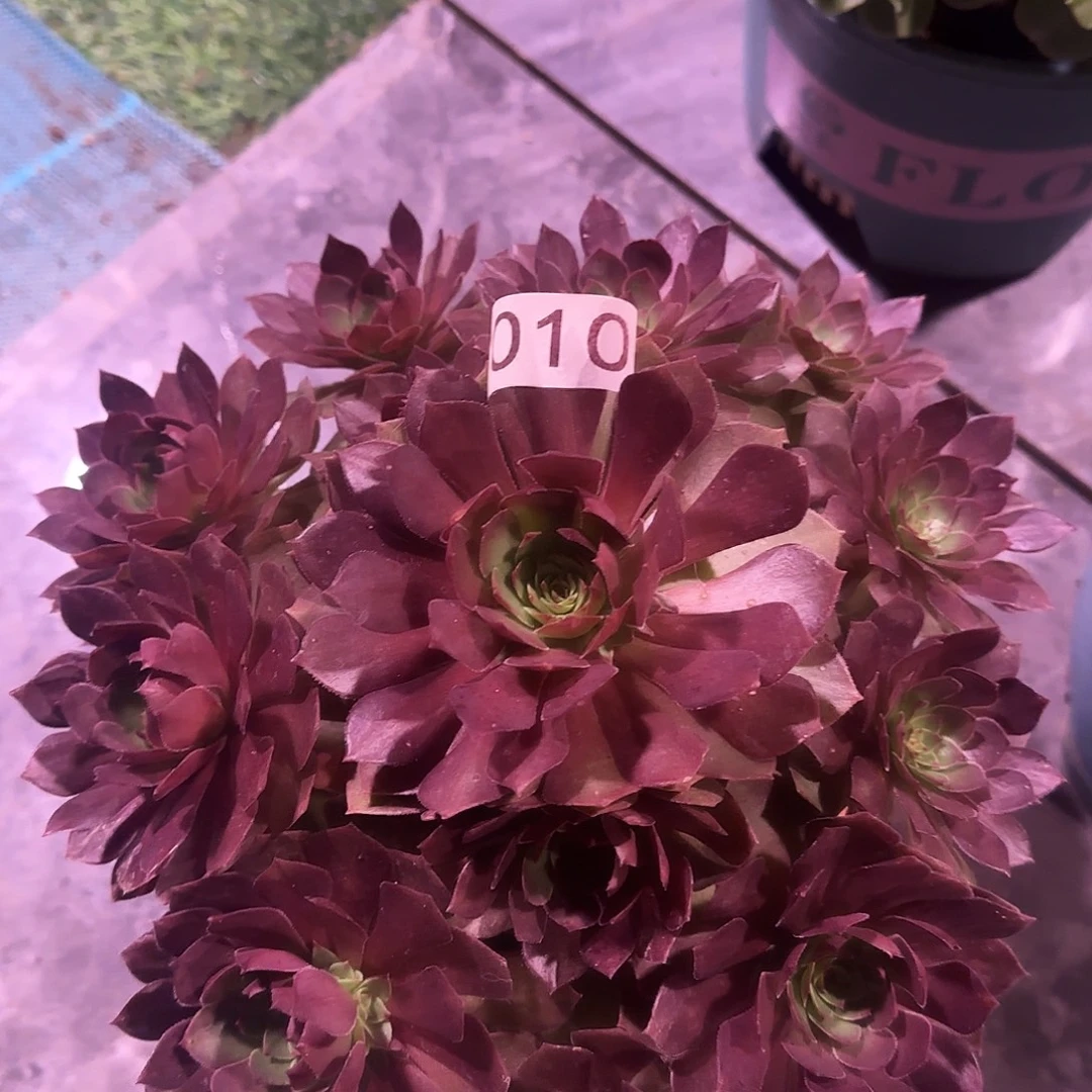 多肉植物桃花石010