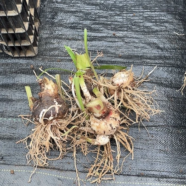 杂交大小四棵开花无售后