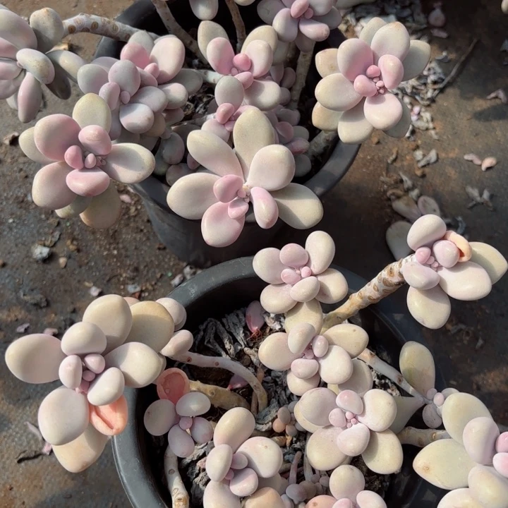 小***染桃蛋2颗46。