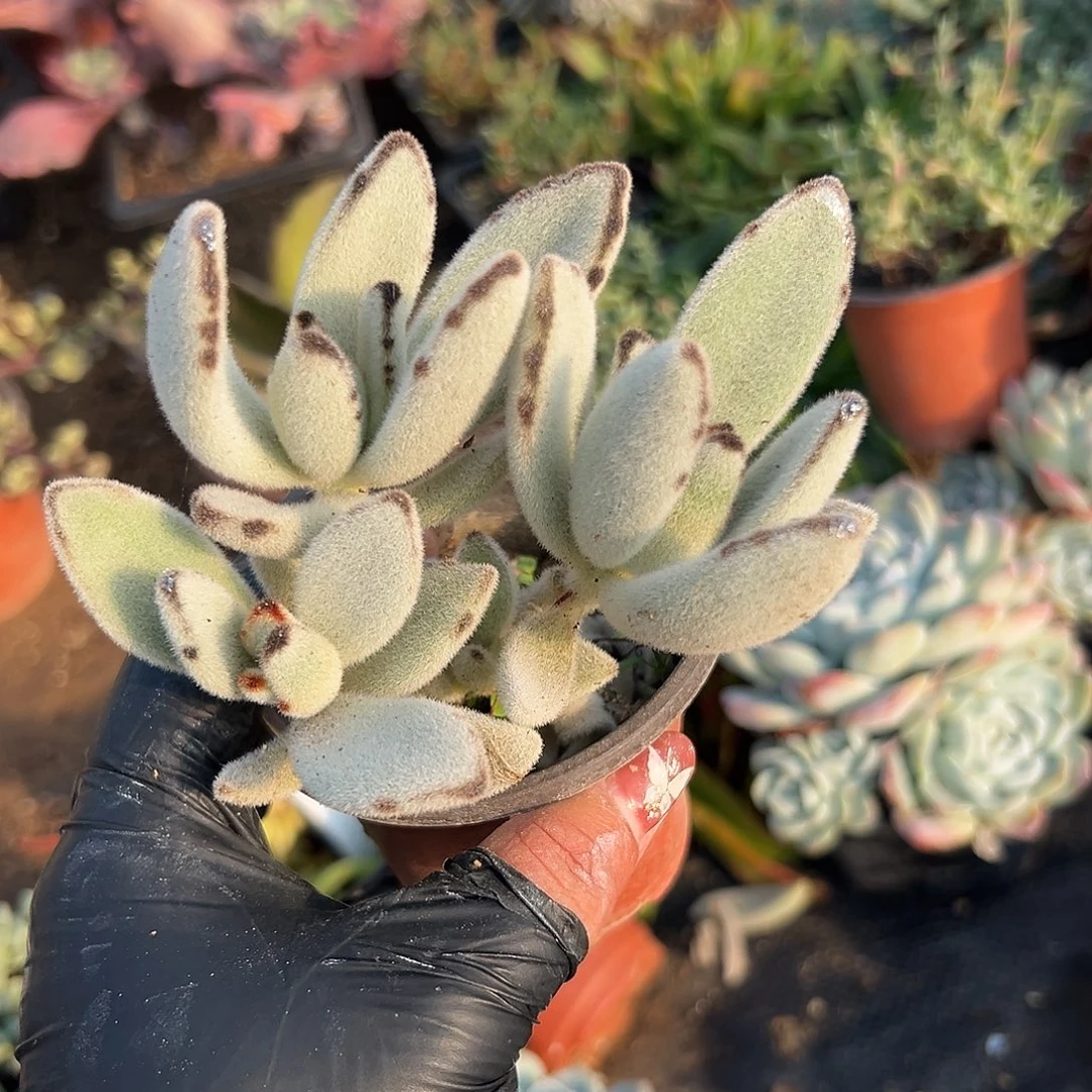 多肉植物月兔耳群