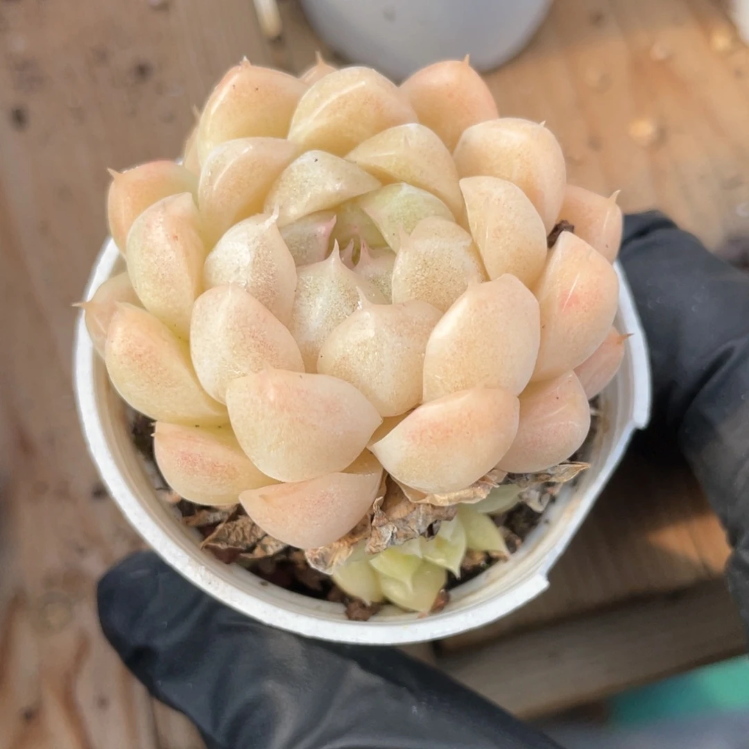 优选麦杆福利1124