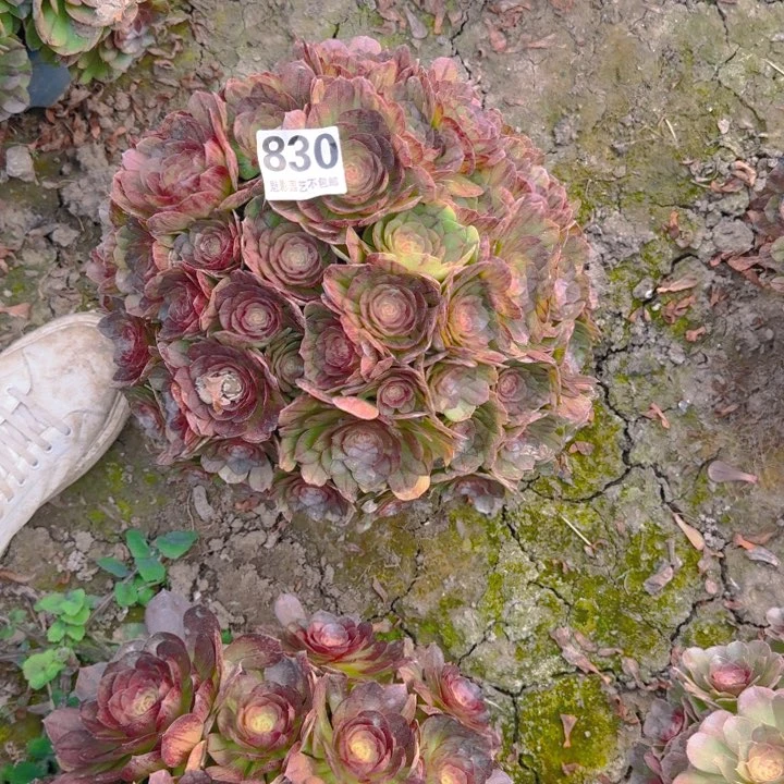 黑魔花29-54包邮花花