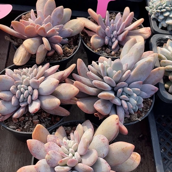 粉兔缀化多肉植物912