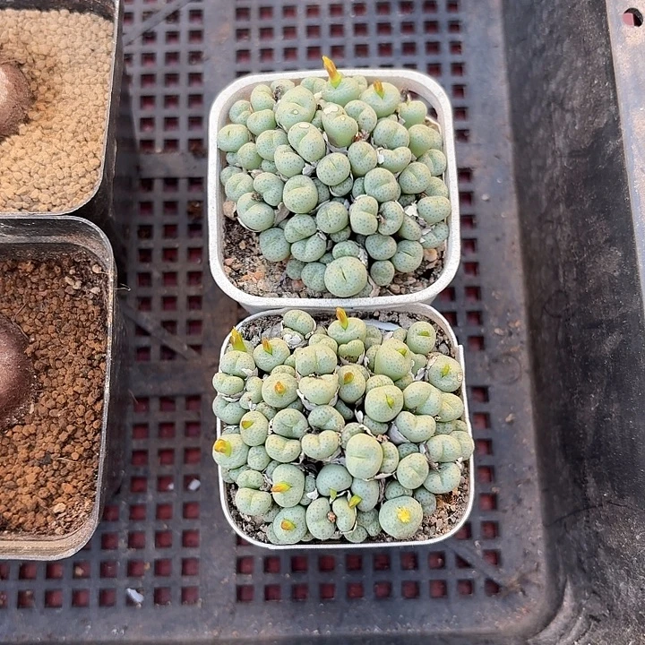 千***~两颗小饼仙人球234