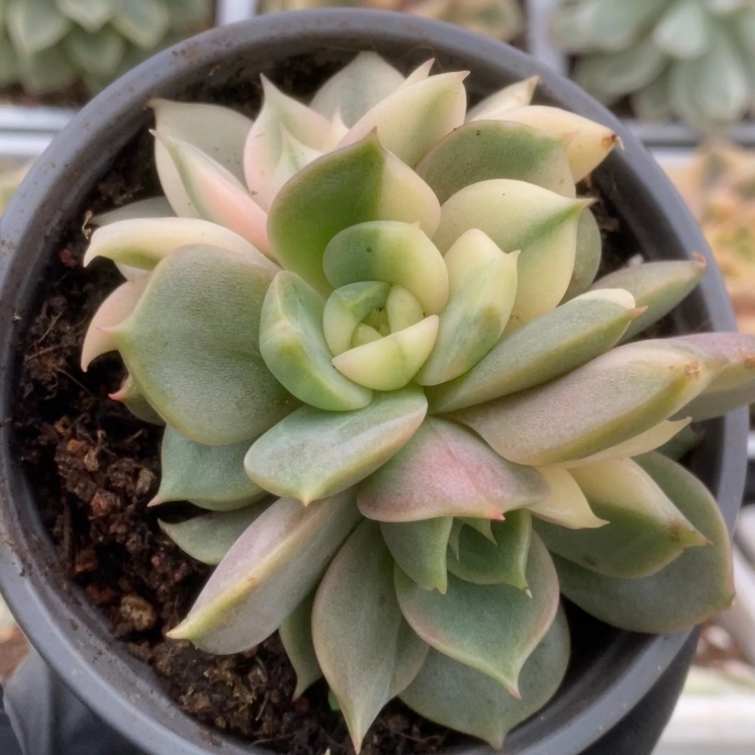 240贝加尔湖锦锦锦锦锦锦锦锦