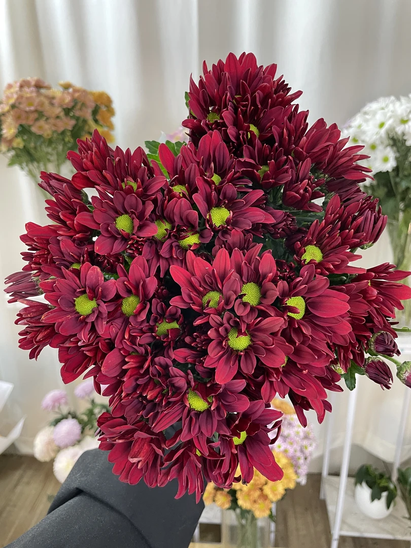 三文鱼红小菊全店1-5扎1个运费