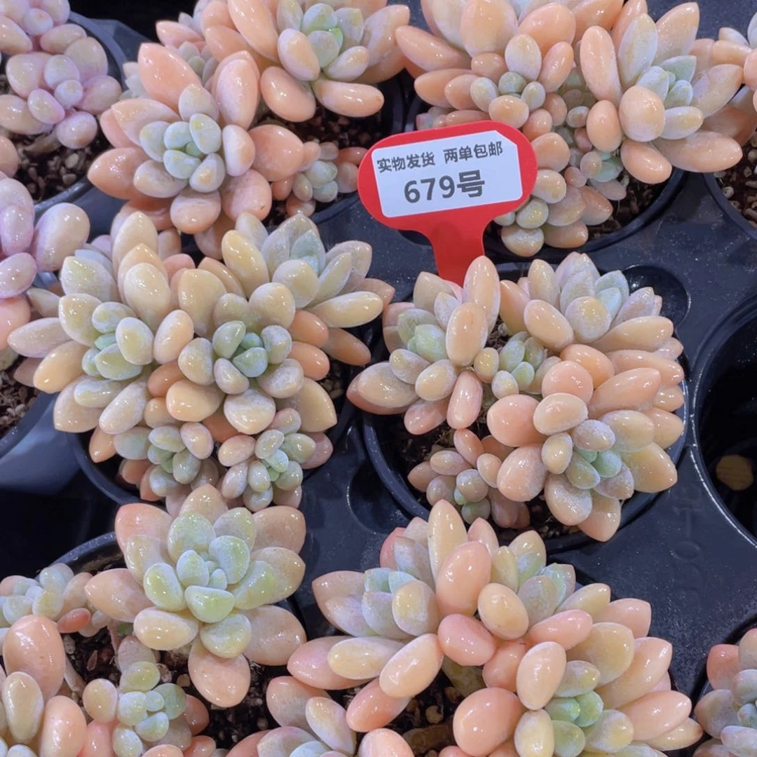 679号 香水洛神捧花一颗
