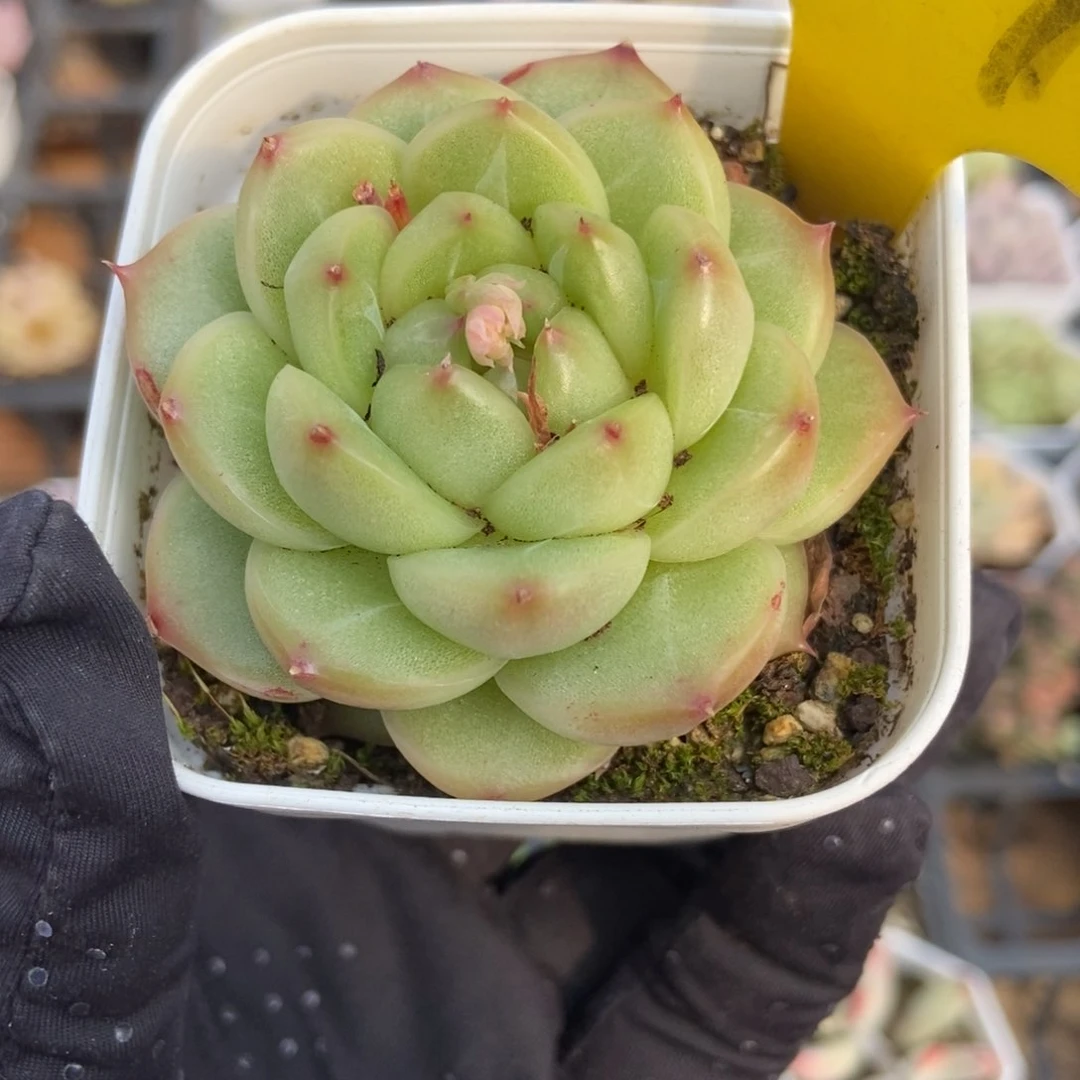 2016绿钻珍妮多肉植物保护